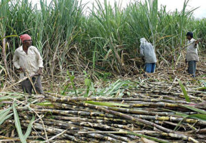 सरकारले घटायो उखु खेतीको अनुदान, किसान आन्दोलनको तयारीमा