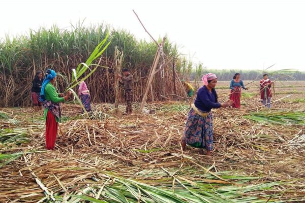 सरकारले घटायो उखु खेतीको अनुदान, किसान आन्दोलनको तयारीमा